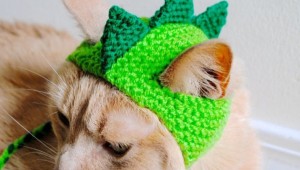 Котенок в шапочке лягушки