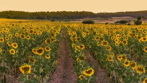 Поле с подсолнухами красноярск