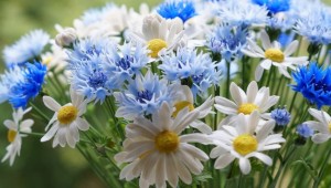 С днем рождения женщине красивые полевые цветы