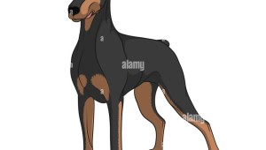Рисунки для срисовки доберман