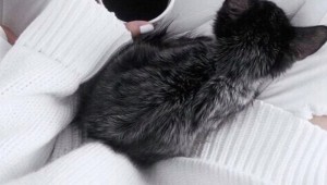 Эстетика кошек