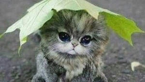 Отличной погоды и хорошего настроения