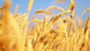 Фон для презентации август