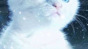 Котики заставка на телефон двигаются