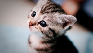 Котик милашка