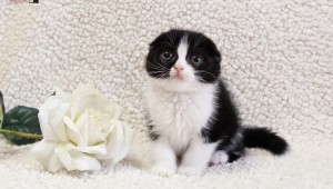 Котенок с розой