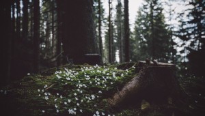 Эстетика темного леса