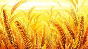 Поле пшеницы рисунок для детей