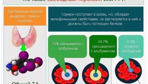 Что производит щитовидная железа какой гормон