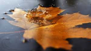 Листья на воде