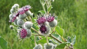 Лопух малый картинки