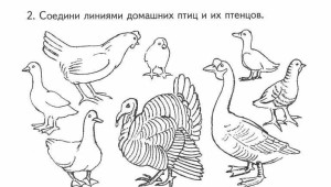 Домашние птицы картинки для детей
