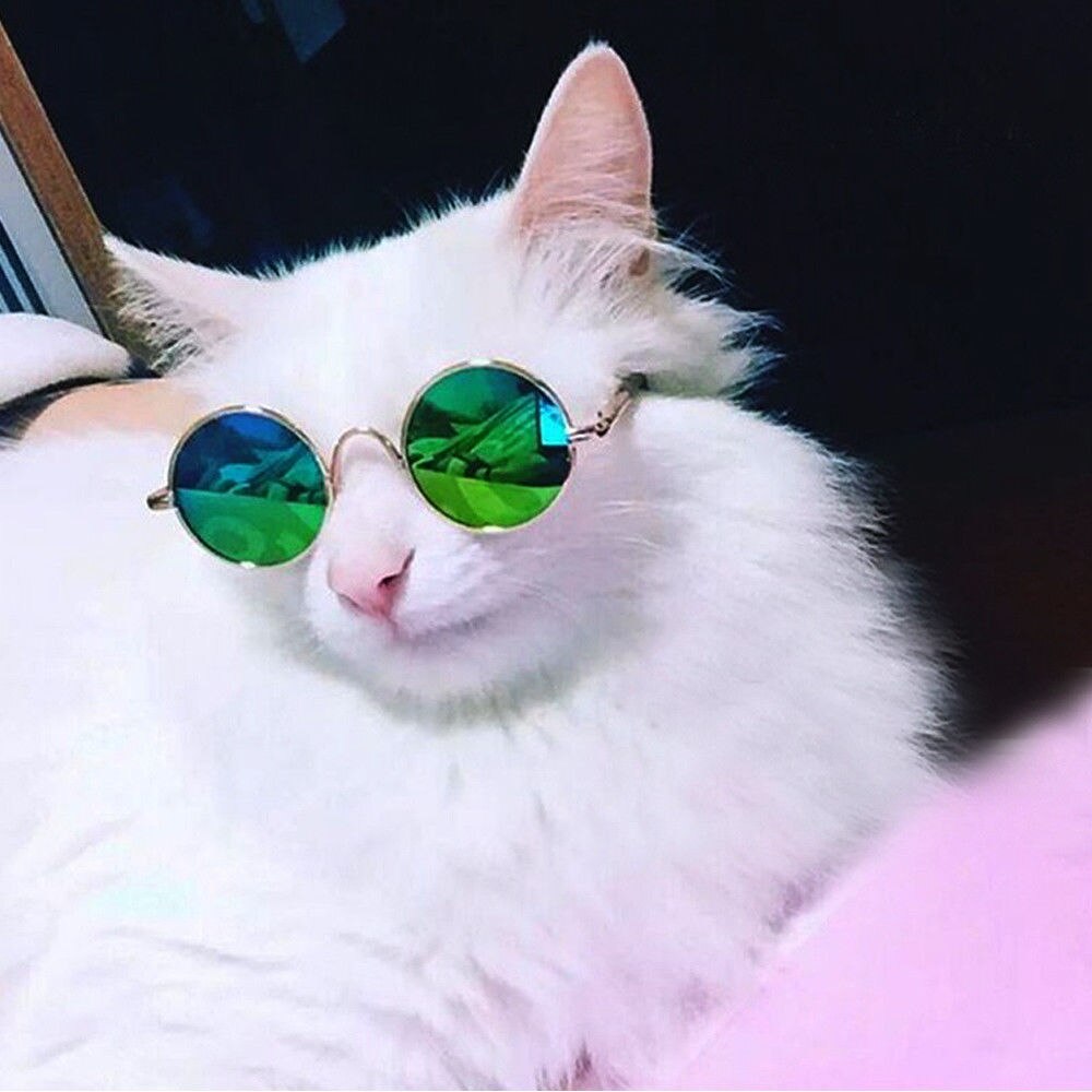 Очки для котиков