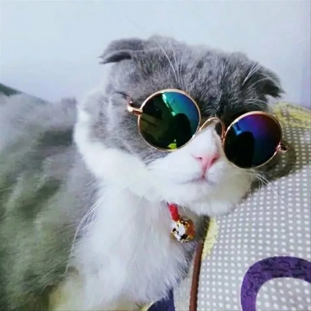 Кот в очках