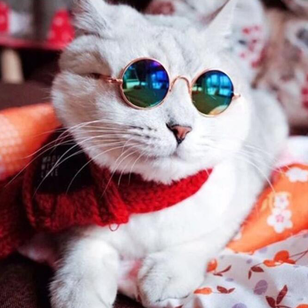 Милый котик в очках