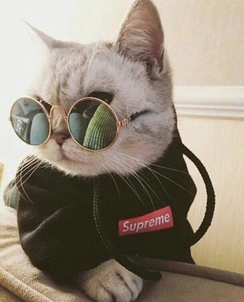 Крутой кот