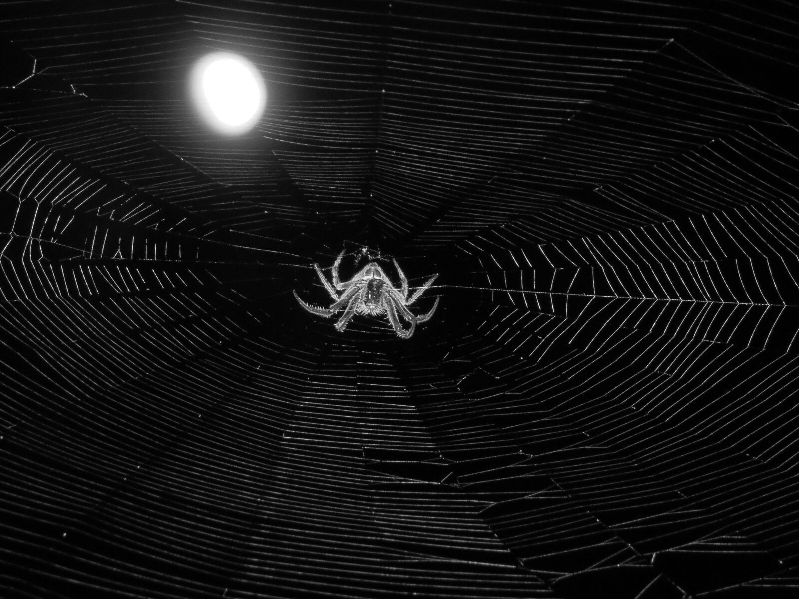 Пауки ночные животные. Страшная паутина. Паутина черная. Паутина на черном фоне. Ночные пауки.