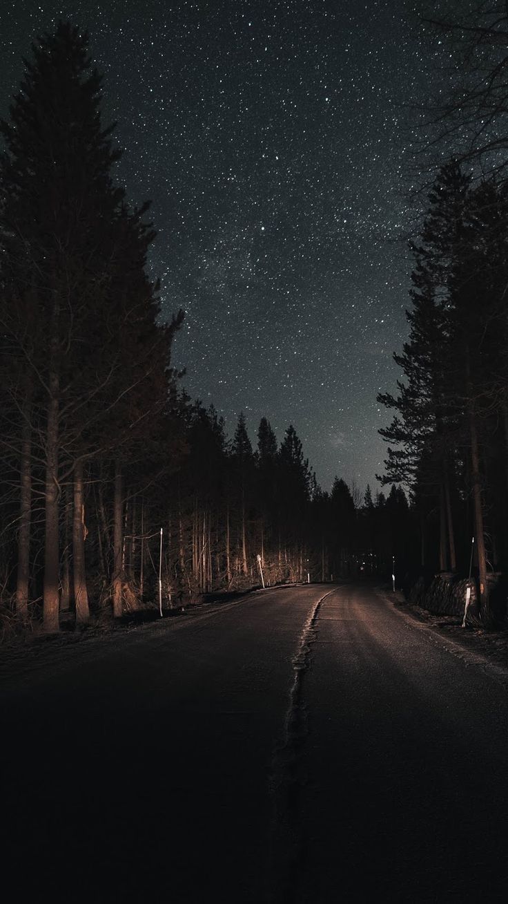 Ночная дорога в лесу