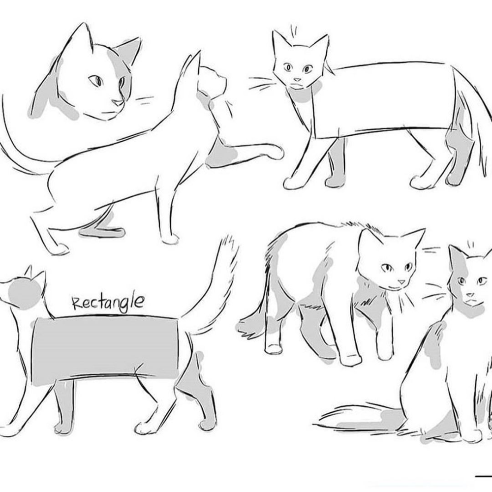 Кошка сбоку референс