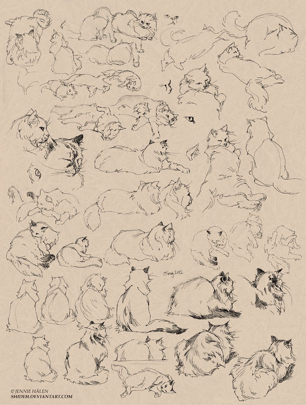Зарисовки котов