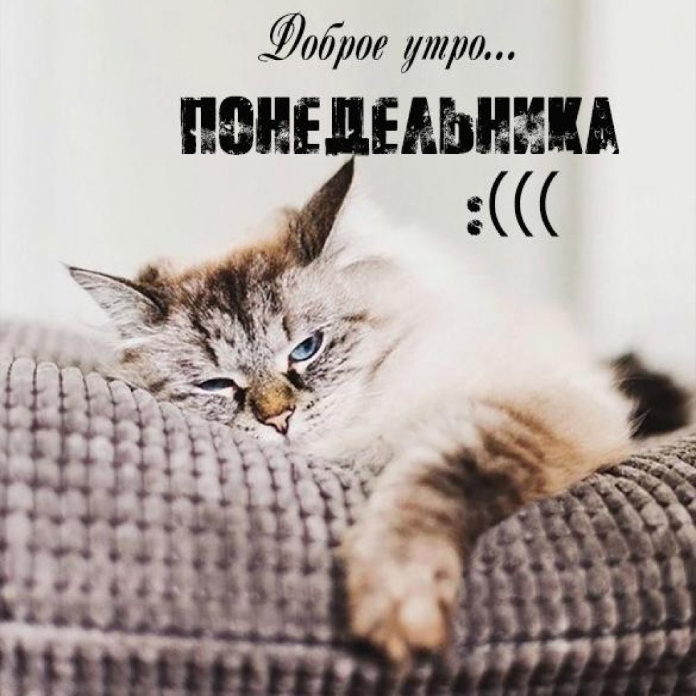 Открытки с добрым понедельником