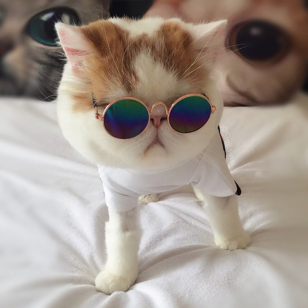 Кошечка в очках
