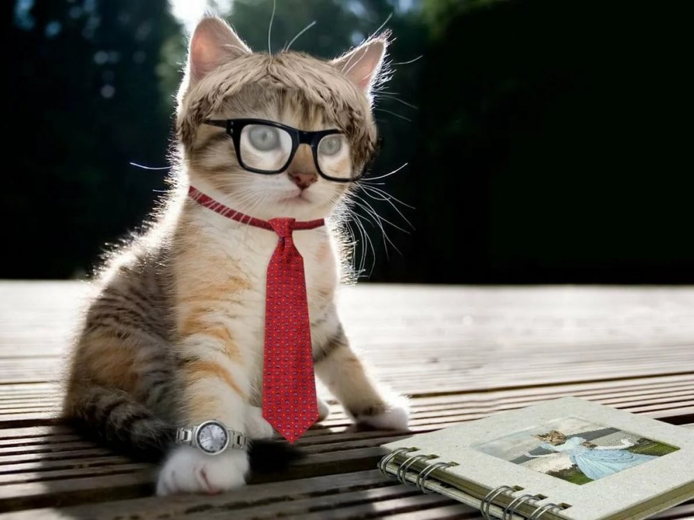Котик в очках