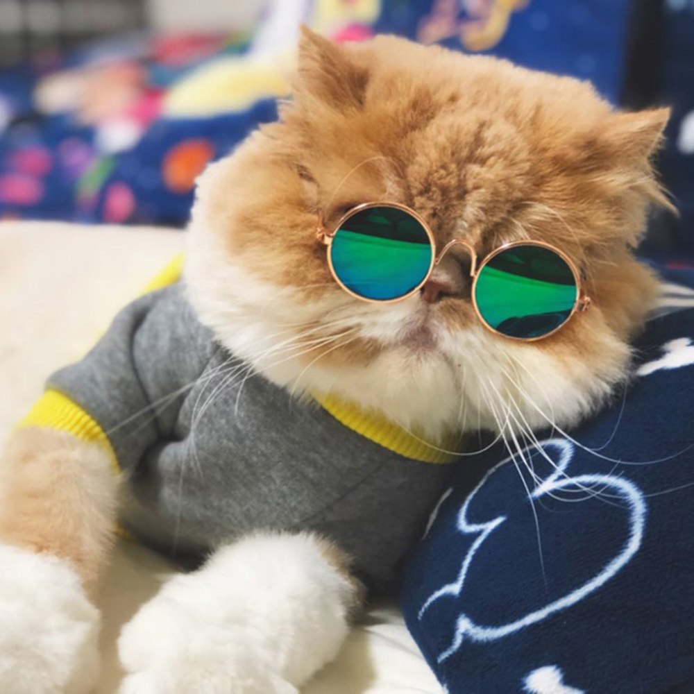 Кошечка в очках