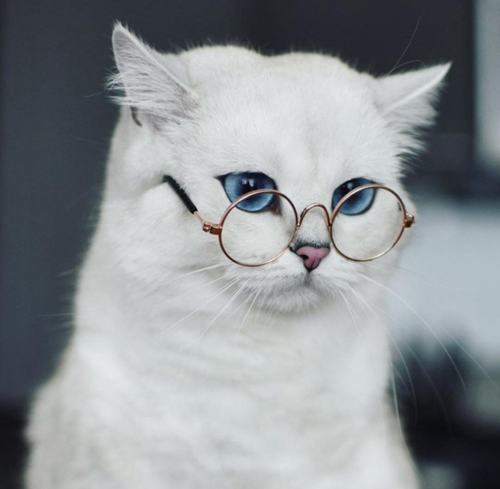 Кот в очках