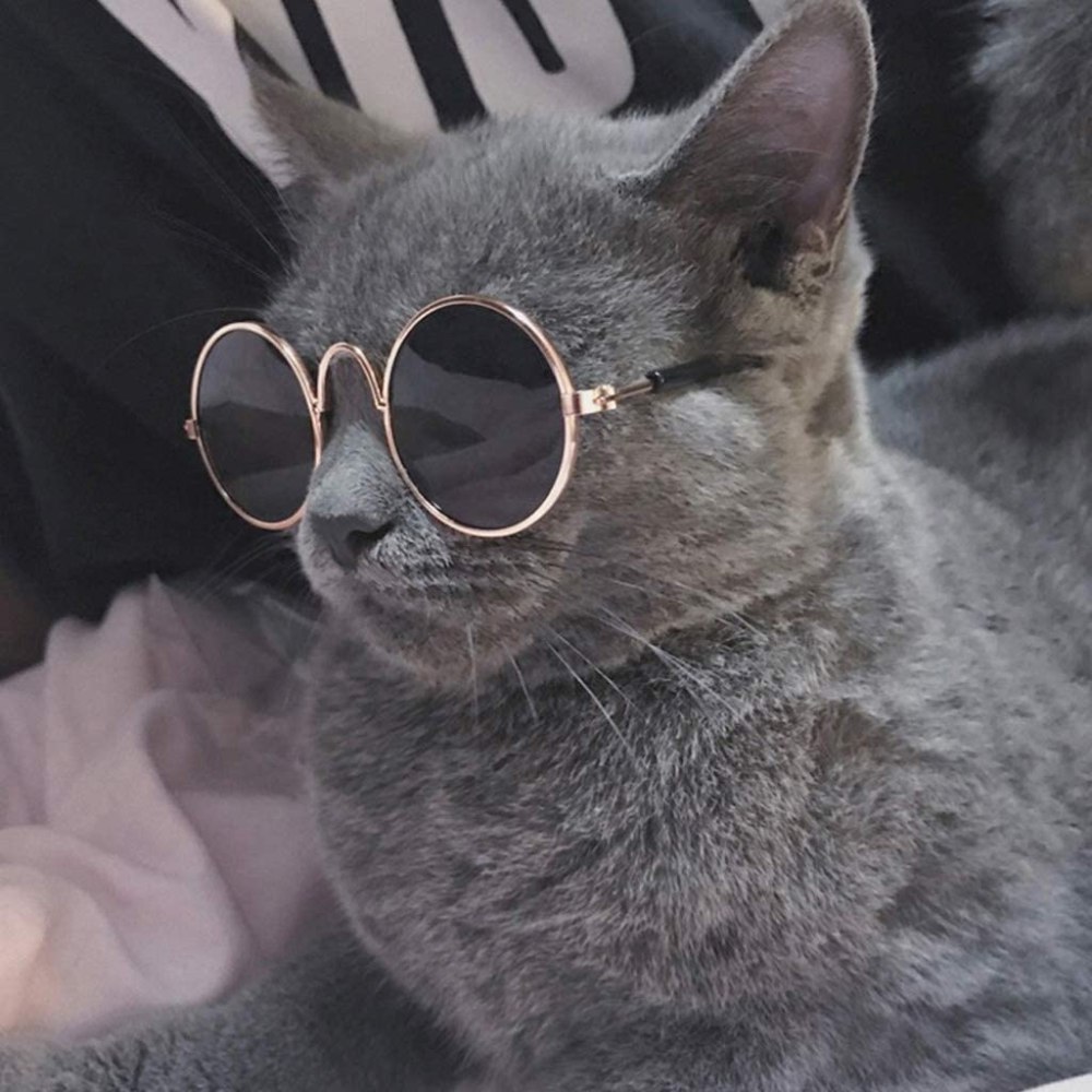 Кот с круглыми очками