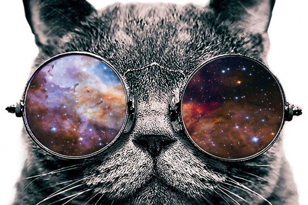Кот в очках