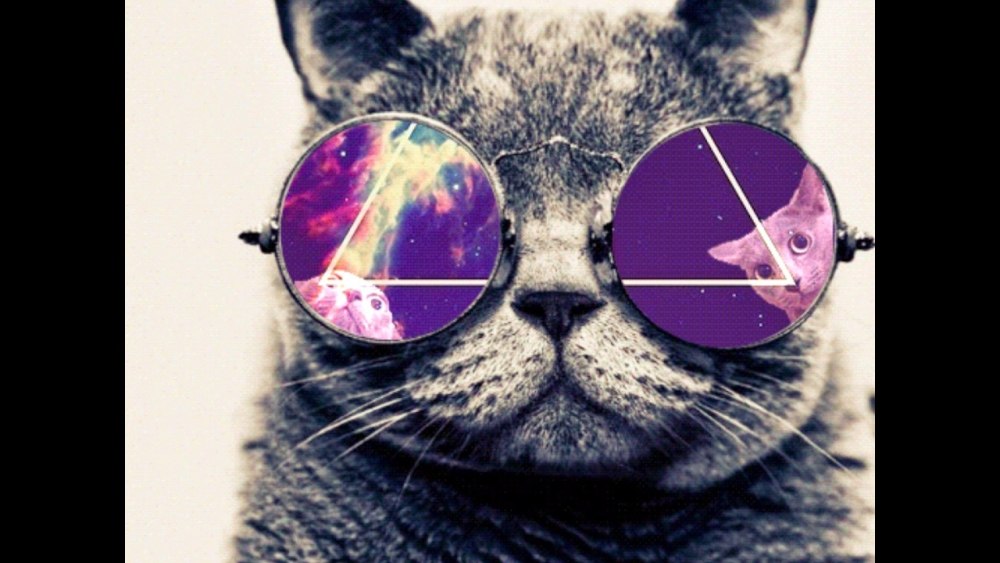 Кот в очках