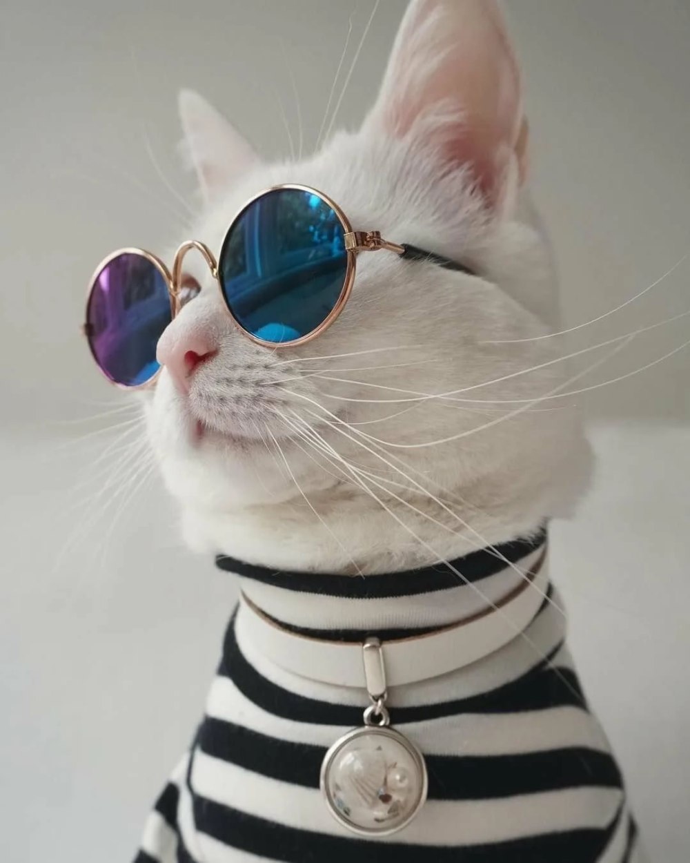 Крутые котики
