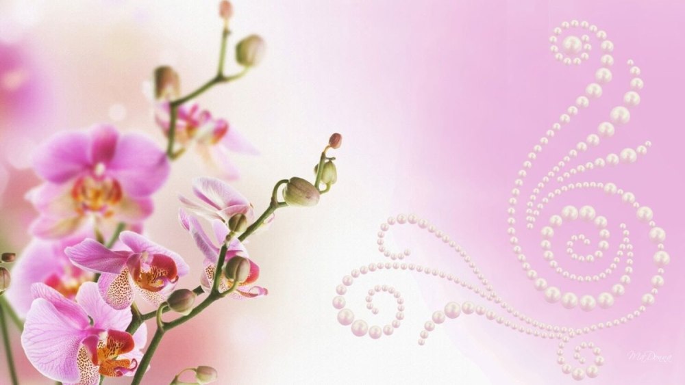 Орхидеи фон