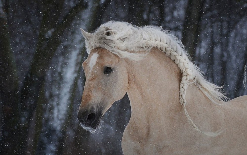 Лошадь с длинной гривой
