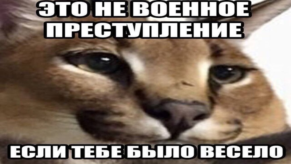 Каракал Гоша Шлеппа