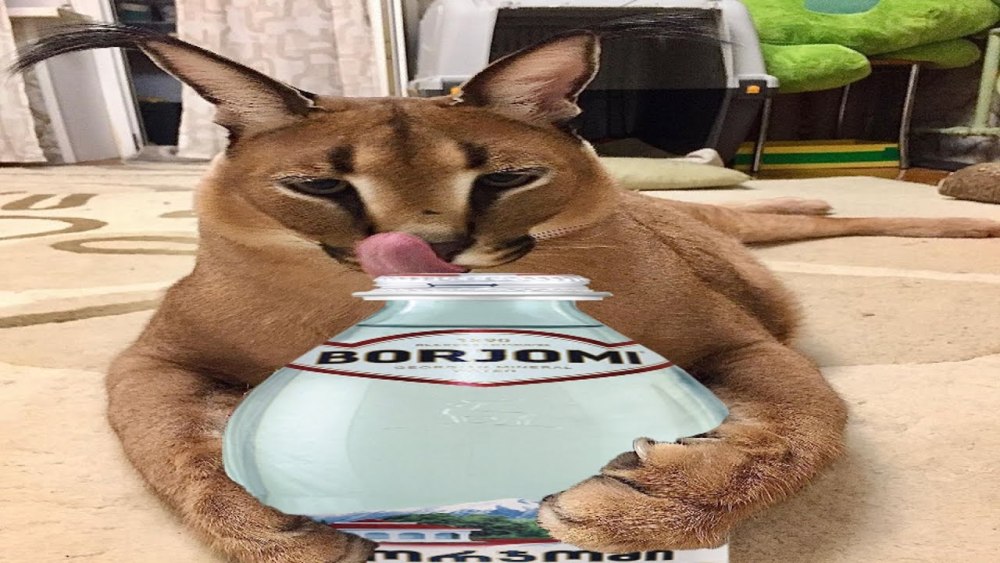 Игривая кошка