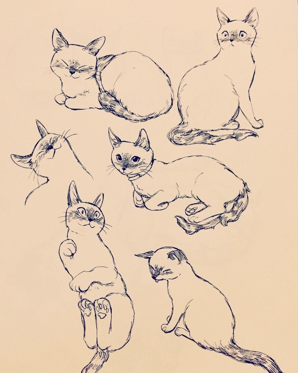 Зарисовки котов