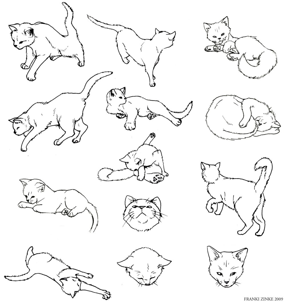 Позы котят