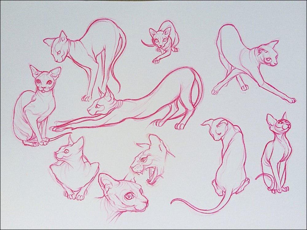 Кот сфинкс референс