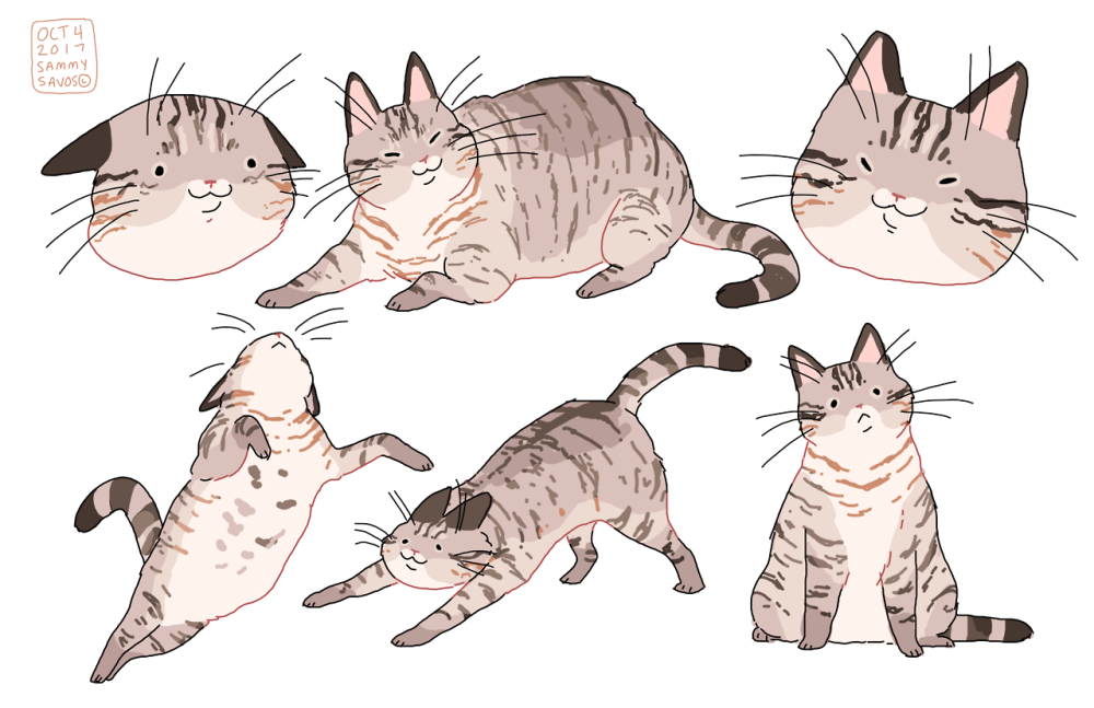 Котики референсы