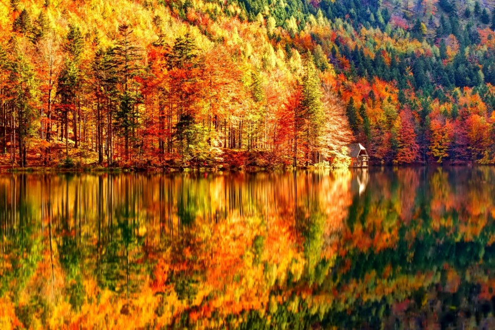 Осенняя листва