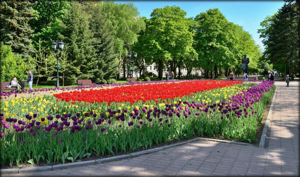Ставрополь площадь Ленина цветочные клумбы