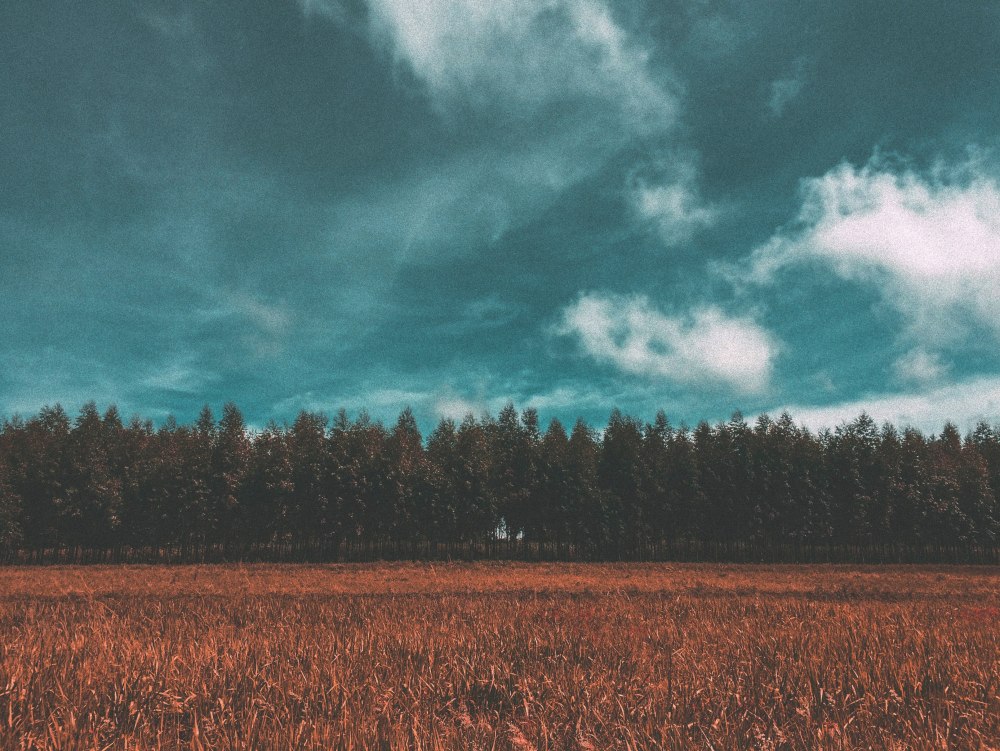 Лес вдали