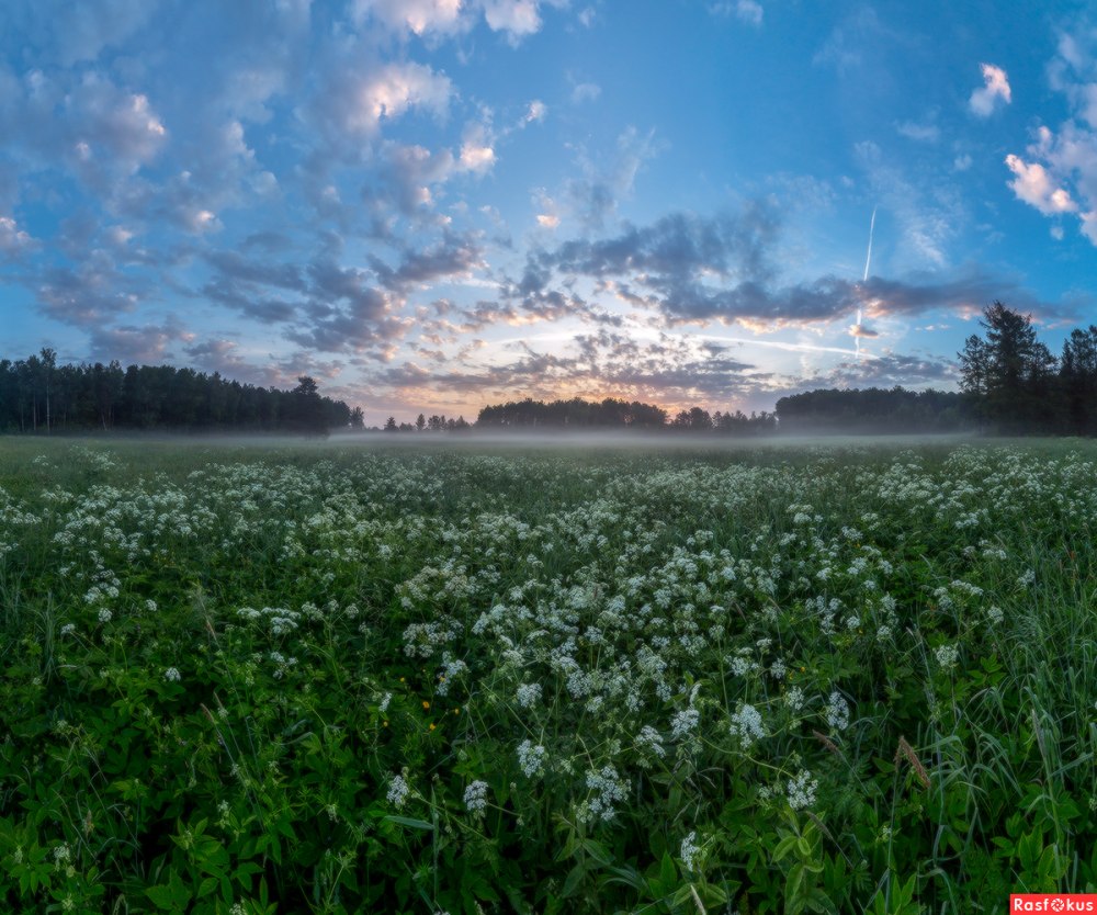 Фотограф: фёдор Лашков ромашки