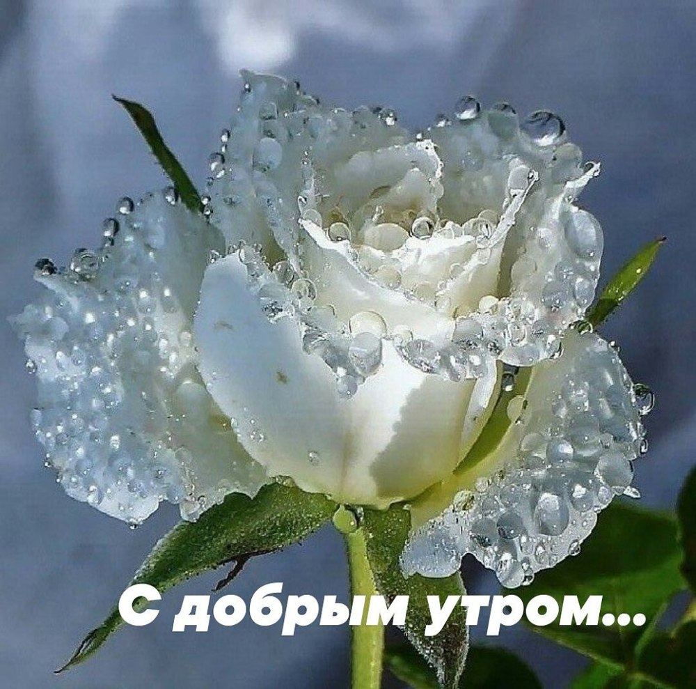 Белые розы с добрым утром