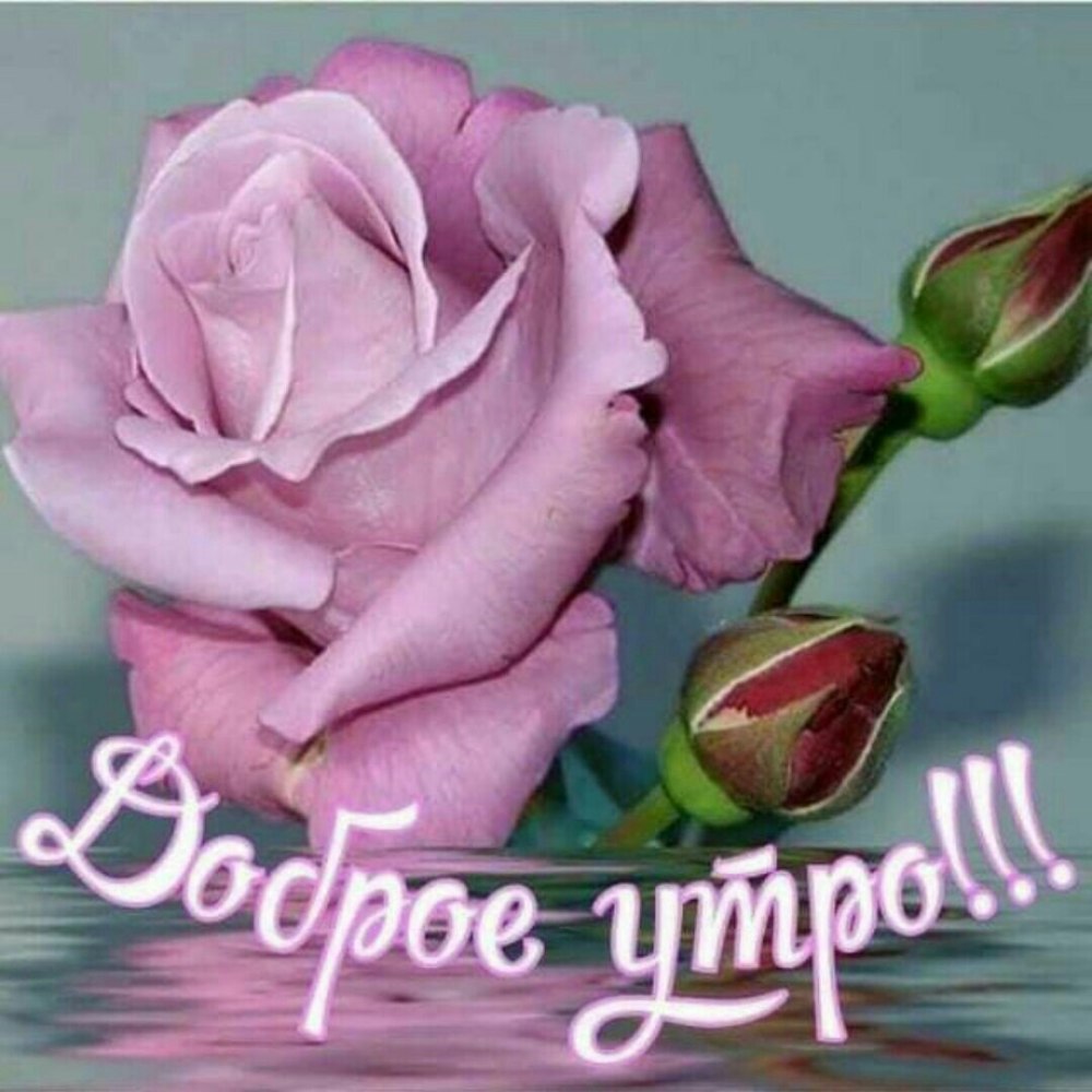 С добрым утром розы