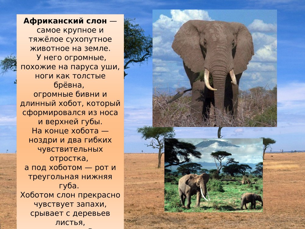 Животные Африки