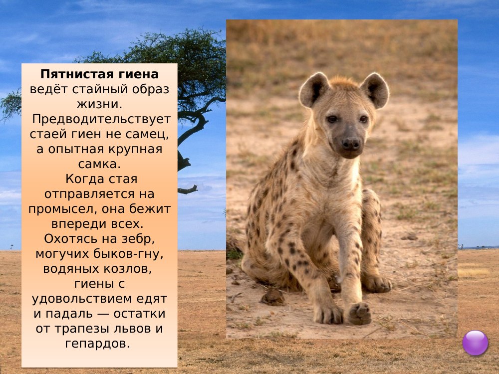 Африканские животные презентация
