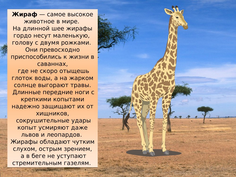 Экваториальная природная зона Африки 7 класс